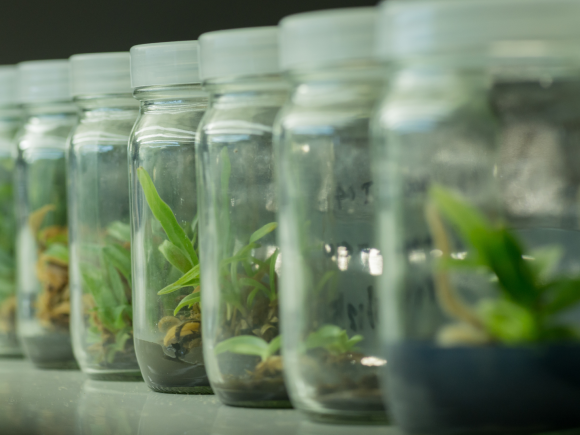 Tissue Culture Bananas- Plant Cell Technology Growing in Kenya