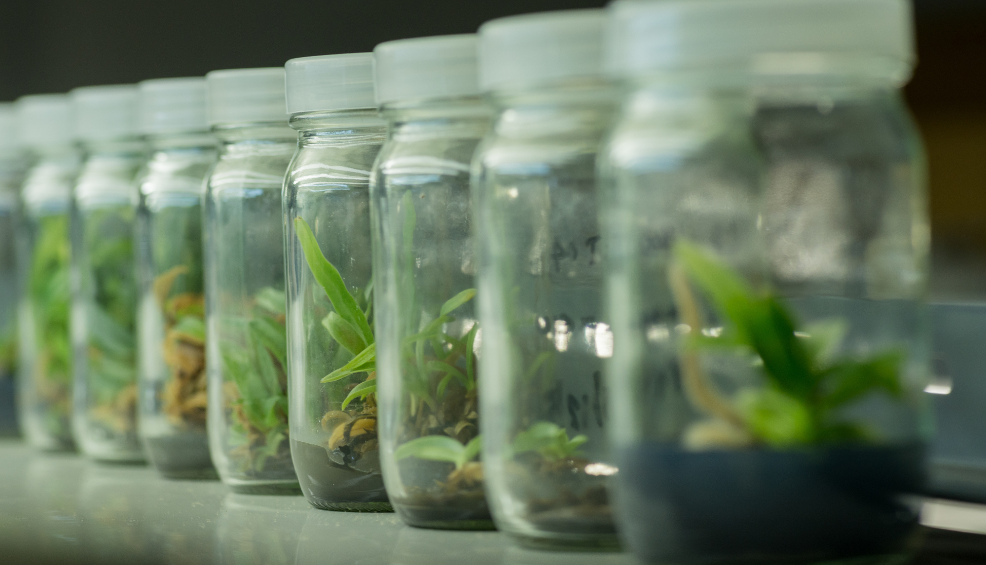 Linking Farmers to Market