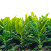 Linking Farmers to Market