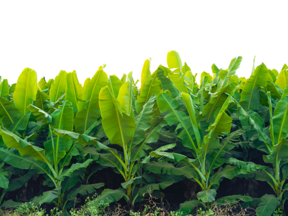 Contribution of Agriculture to Food System Sustainability