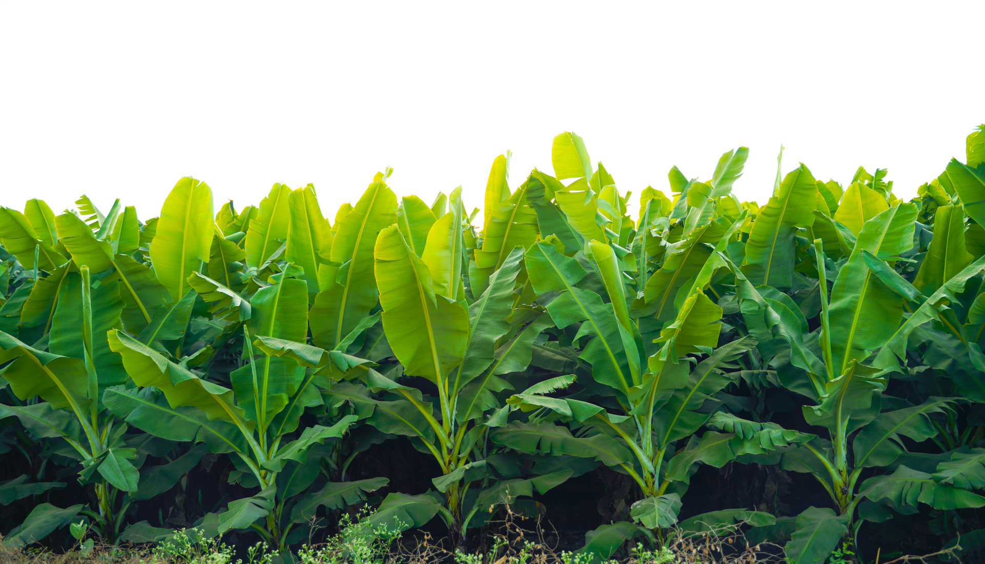 Linking Farmers to Market