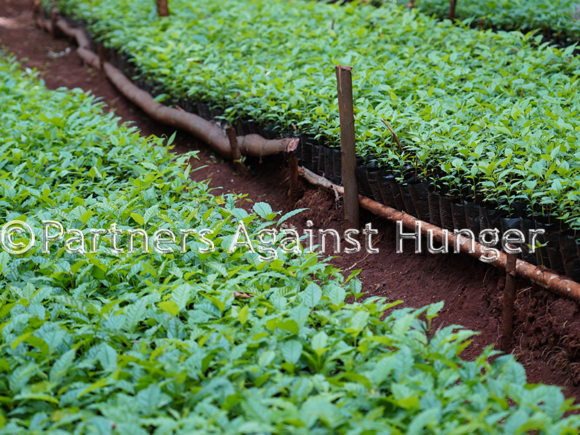 CAFAESUP:  Empowering farmers through regenerative practices