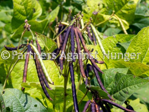 National Policy Ep24: The Mung Bean Bill, 2022: Large-scale Farmers Will Need to Obtain a License for Processing and Trading.