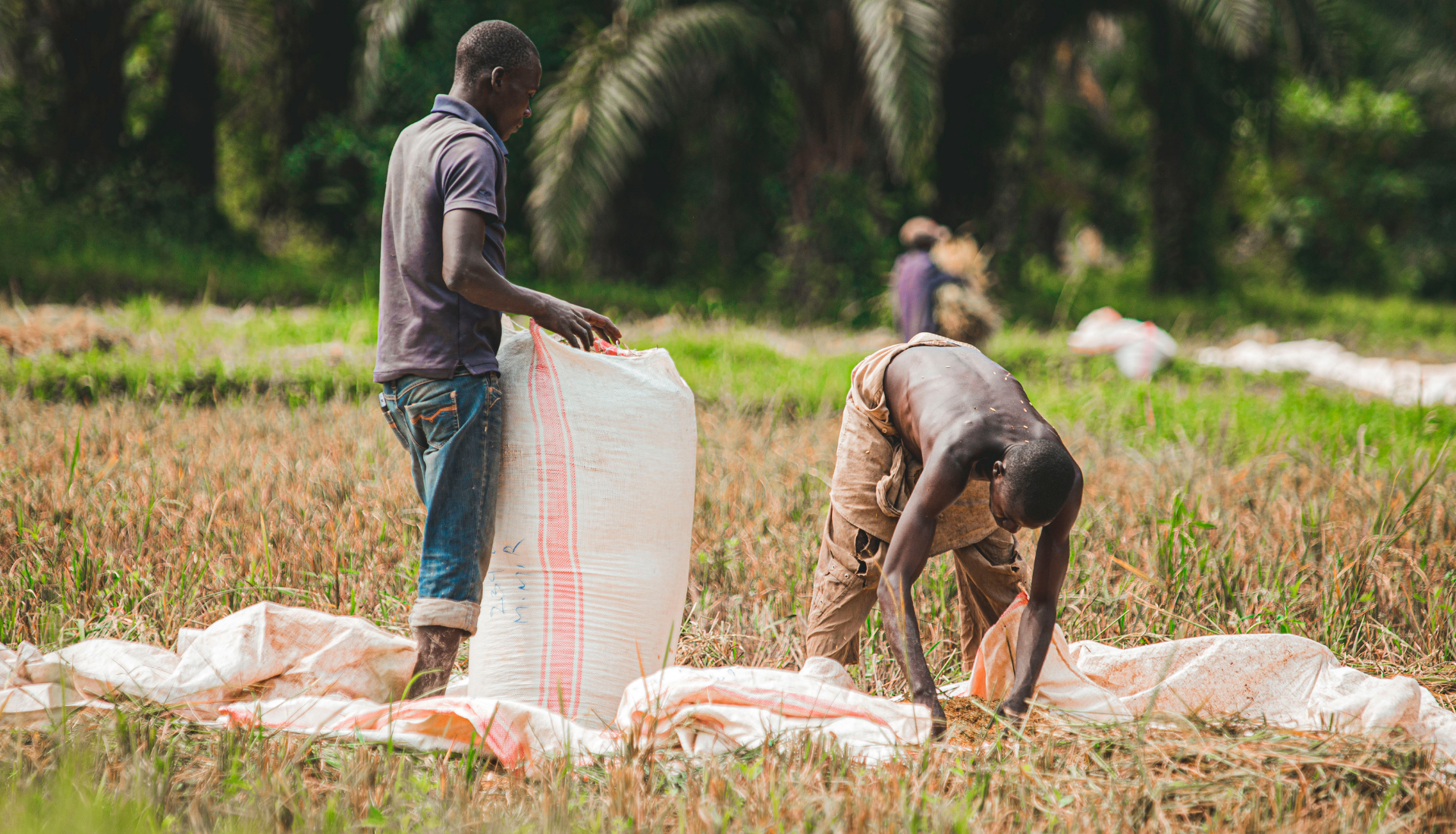Food Systems Ep50: What the African Common Position on Food Systems Means for Africa’s Future