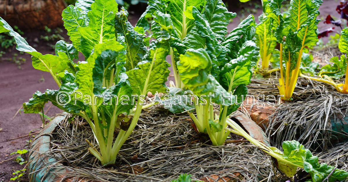 Partners Against Hunger urban farming